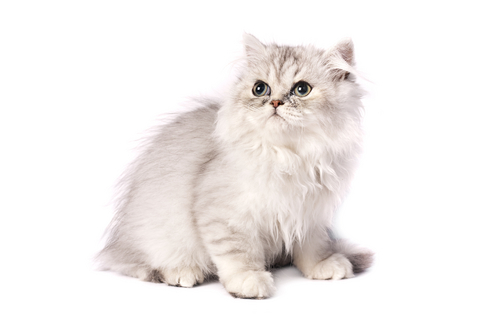 144820-480x323-Chinchilla-Persian-cat-3