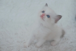 Cute Cat5