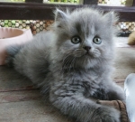 Cute Cat6