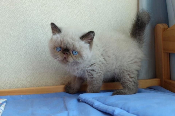 Exotic best sale shorthair himalayan