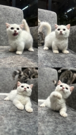 Cute Cat4