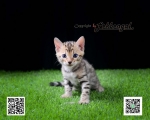 Cute Cat8