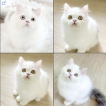 Cute Cat8