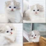 Cute Cat9