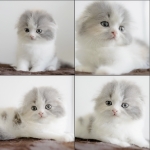 Cute Cat9