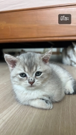 Cute Cat1