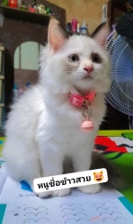 Cute Cat2